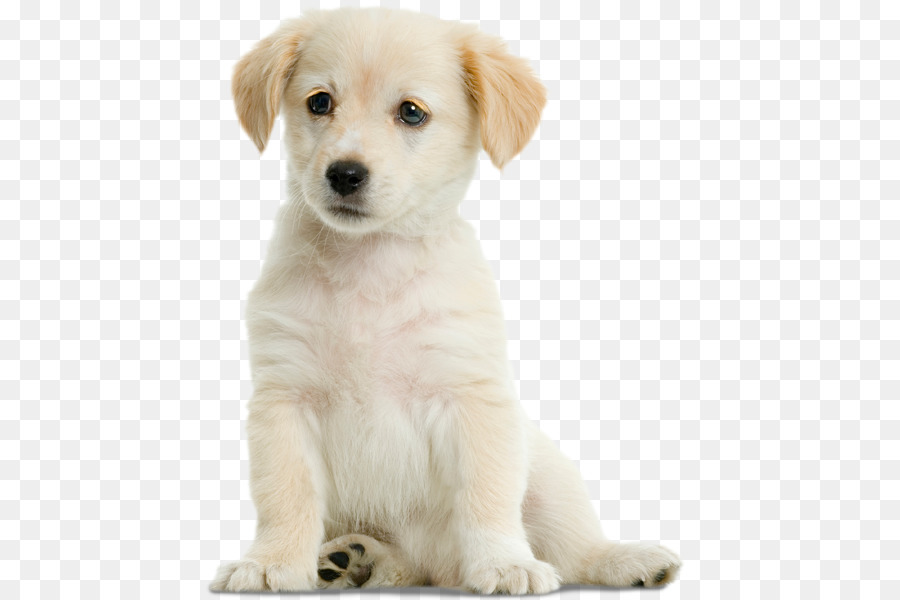 Labrador Retriever, Golden Retriever, Central Asian Shepherd Dog German Shepherd Puppy - Labrador