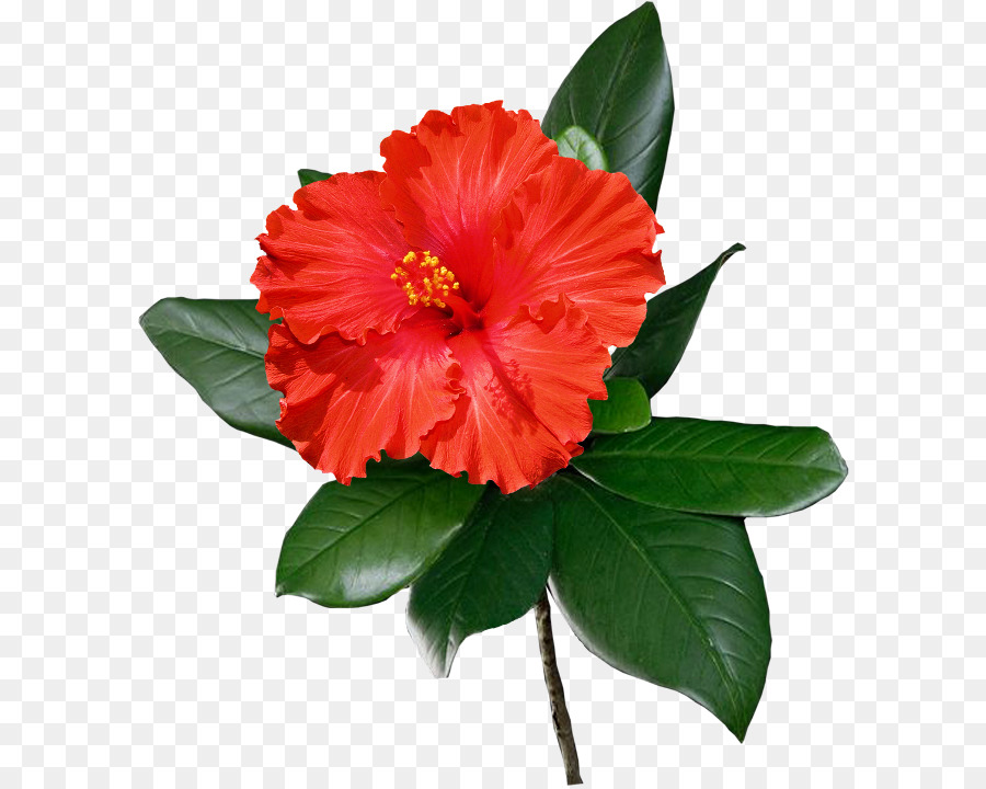 Shoeblackplant Gemeinsamen Hibiscus Flower Clip art - hawaii Blume