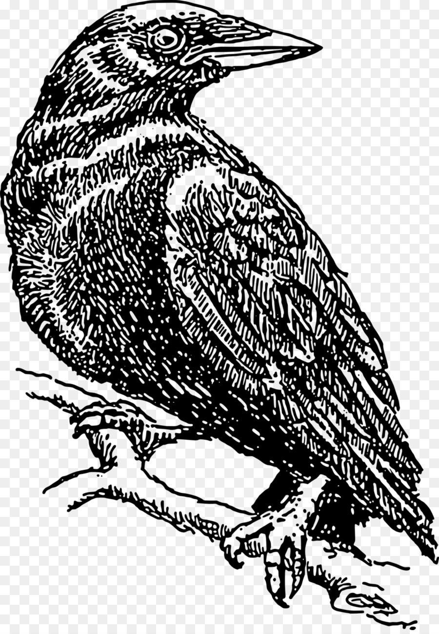 Eurasian Magpie Common raven Vogel Krähe Clip-art - Raven
