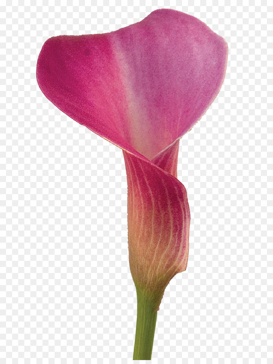 Arum-Lilie Blume-Lilium Farbe Callalily - Callalily