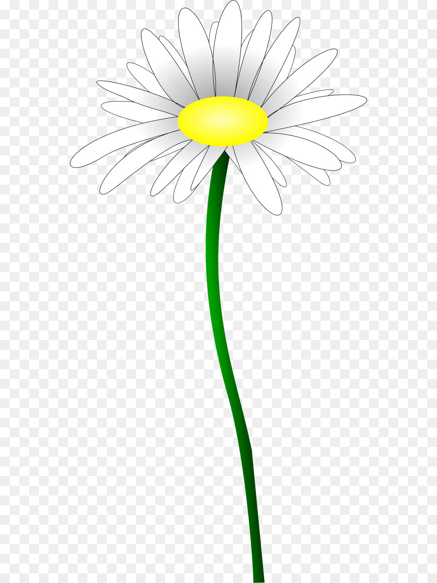 Daisy Familie Margerite daisy Gemeinsame daisy Blume Gelb - vergessen Sie mich nicht