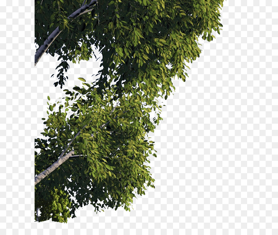 Quercus suber Nhánh Cây Mỹ sycamore - các loại thảo mộc