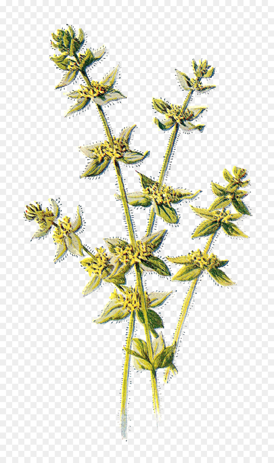 Wildflower Cruciata laevipes Gelb Clip-art - Wildblumen