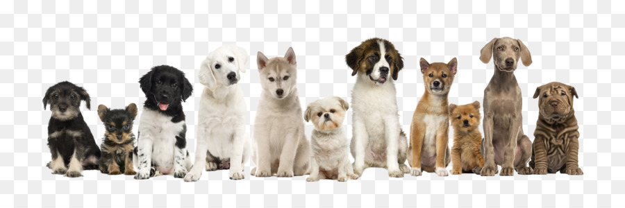 Bedlington Geschnitten Terrier-Chihuahua-Bichon Frisé-Yorkshire Terrier Welpen - Welpen