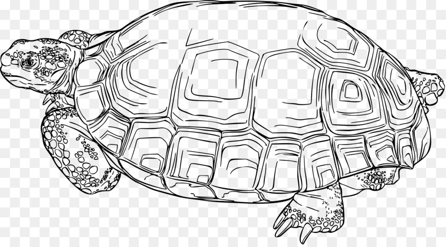 Rùa Gopherus Bò sát sa Mạc rùa Clip nghệ thuật - con rùa
