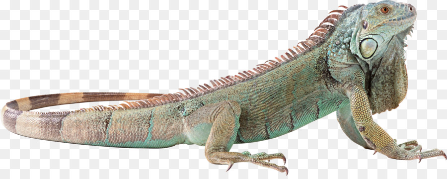 Lucertola Verde iguana, Camaleonti Rettile - rettile