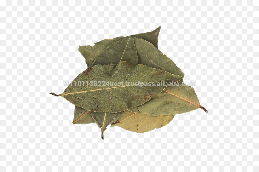 Laurel Leaf