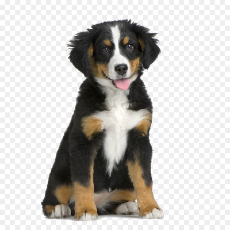 Bovaro del Bernese, Cane Puppy Pet sitter - cucciolo