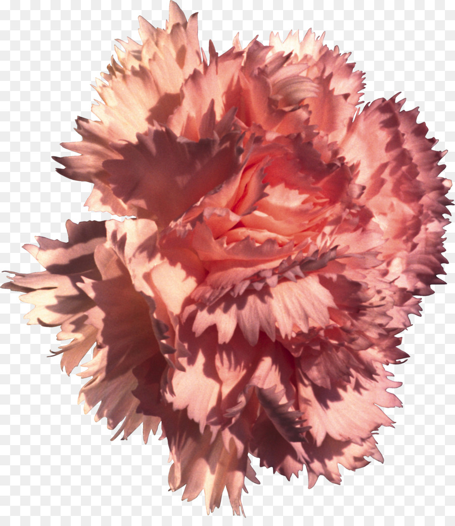 Nelke Blüte Dianthus chinensis Rosa Natur - Nelke