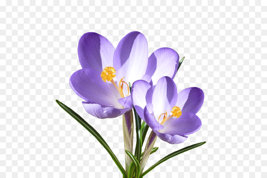Giallo vernus Fiore Viola Blume Iridaceae - Croco