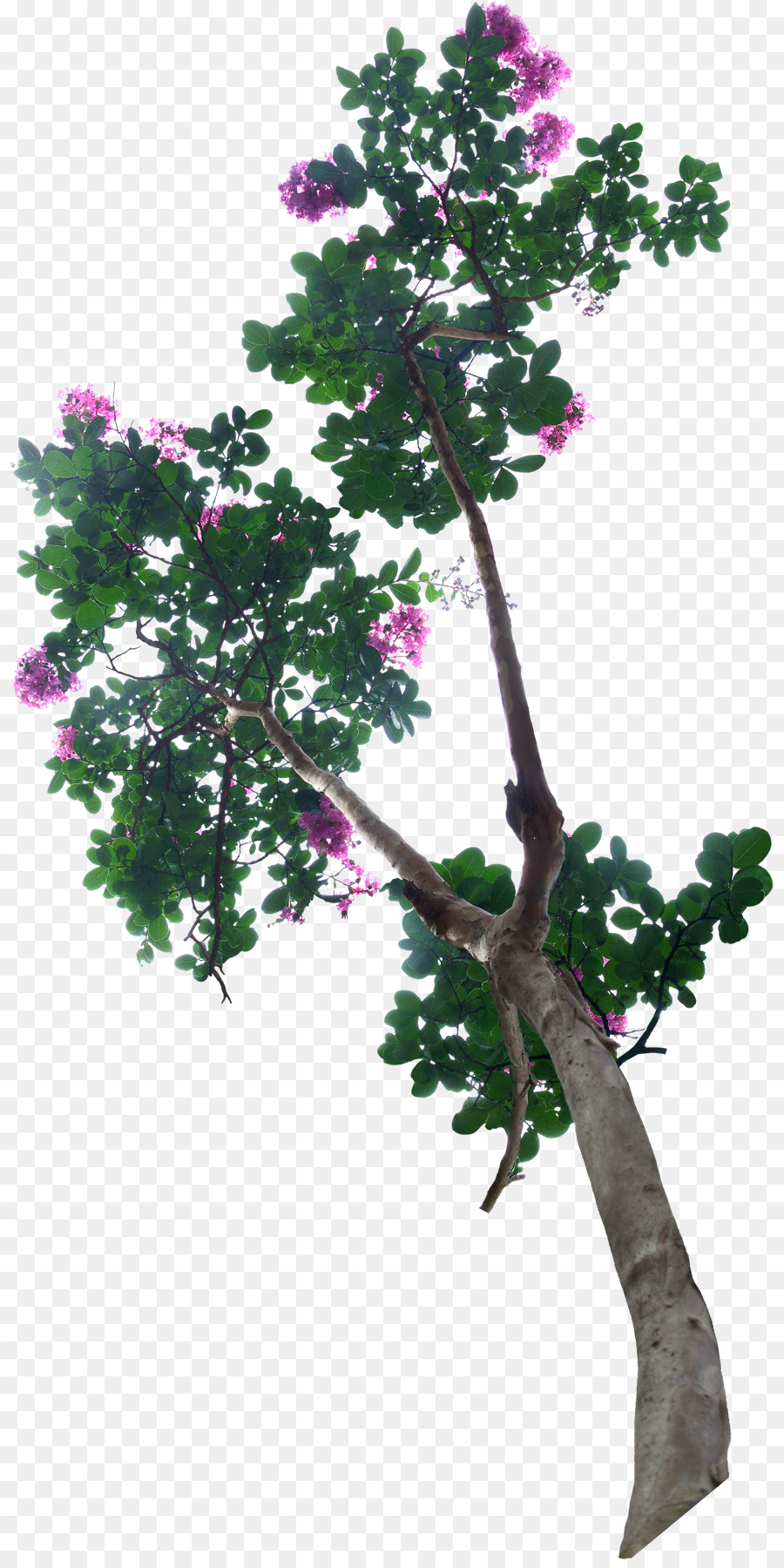 Bonsai-Baum Blumentopf - Blume Baum