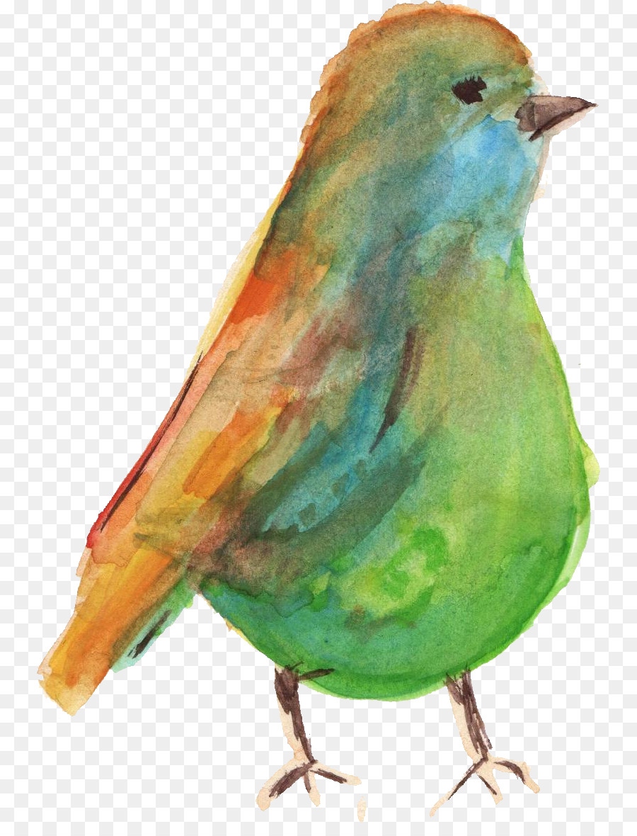 Uccello dipinto ad Acquerello - uccello acquerello
