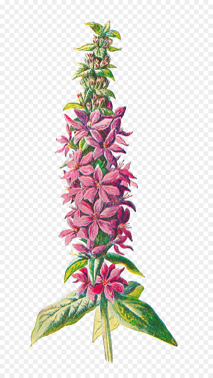 Vertrauten Wilden Blumen Lila-Weiderich Wildflower Clip-art - botanische Blumen