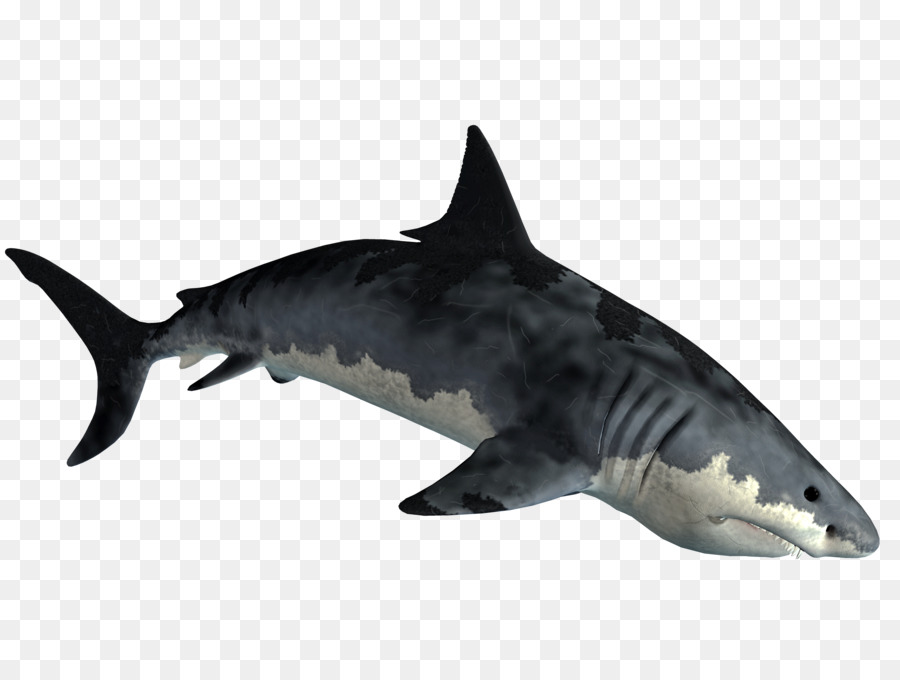 Requiem shark Lamnidae Fisch Tigerhai - Hai
