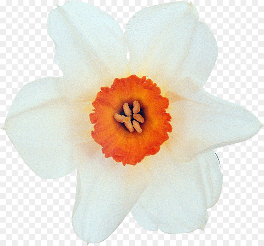 Hoa Trắng Cây Cánh - 