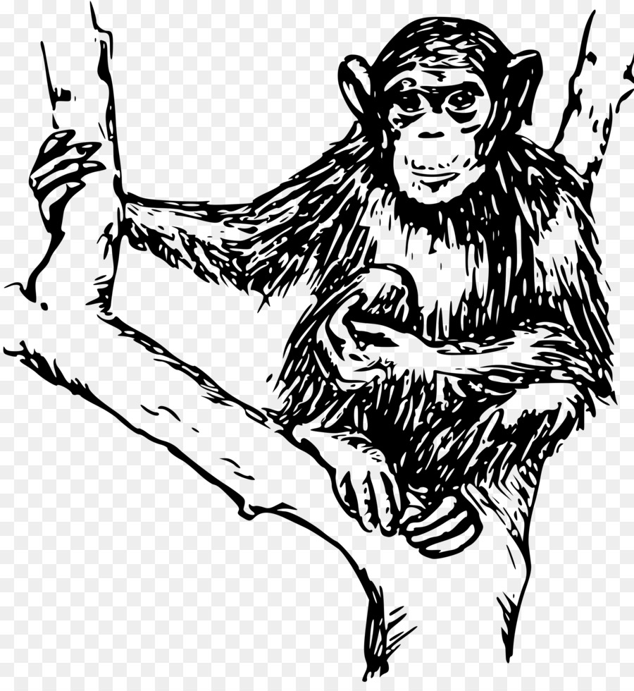 Schimpansen-Menschenaffen-Primaten Monkey Clip art - Affe