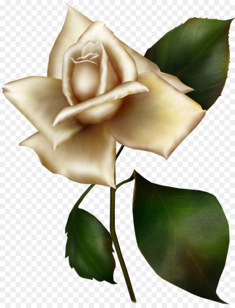 Hoa hồng trong vườn Hoa Rosa ra tai họa. hoa hồng màu Xanh Chàm - hoa hồng trắng