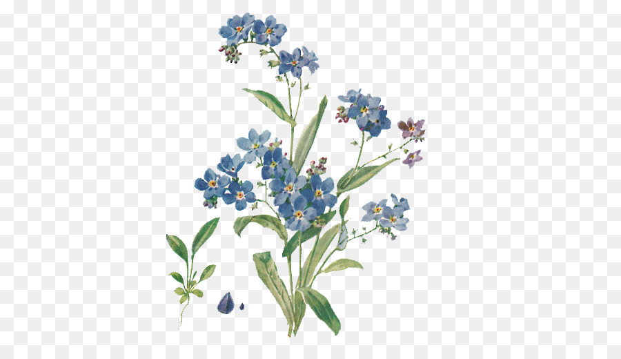 Thiết yếu khác sylvatica thiết yếu khác alpestris thực vật Học minh họa Thực vật Hoa - hoa minh họa