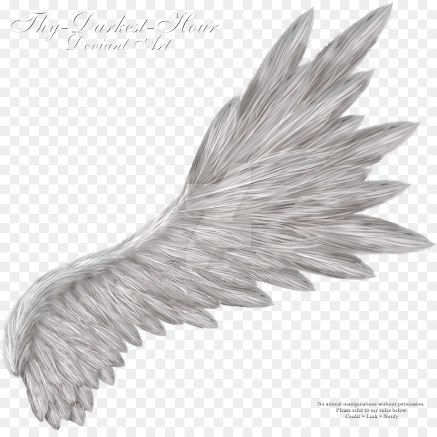 Wing Clip art - ali d'angelo