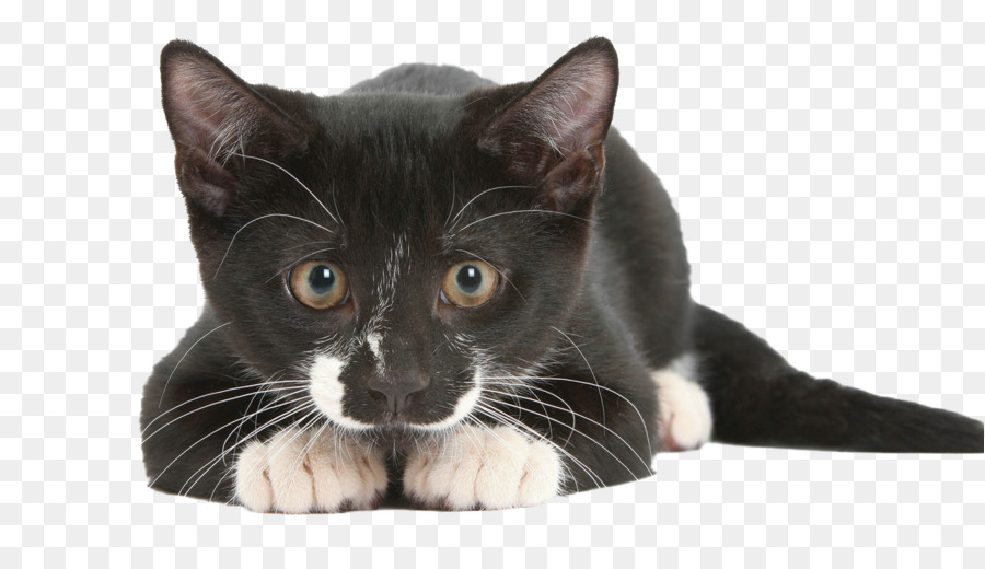 Mèo cảm Giác: Mèo tiết Lộ bí ẩn Chó cảm Giác: làm thế Nào Mới Khoa học hành Vi của con Chó có Thể Làm cho Bạn Một người Bạn Tốt hơn với con vật Cưng Của họ mèo - con mèo