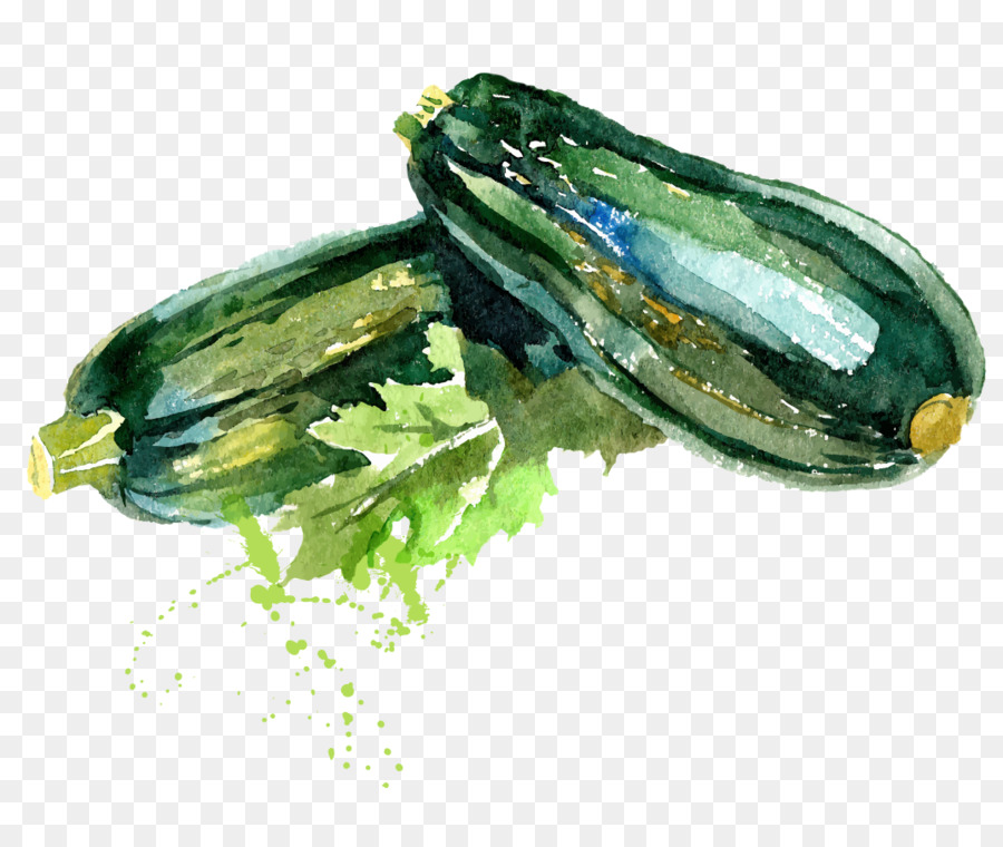 Bio-Lebensmittel-Gemüse-Aquarell Zucchini Zeichnung - Aquarell grün