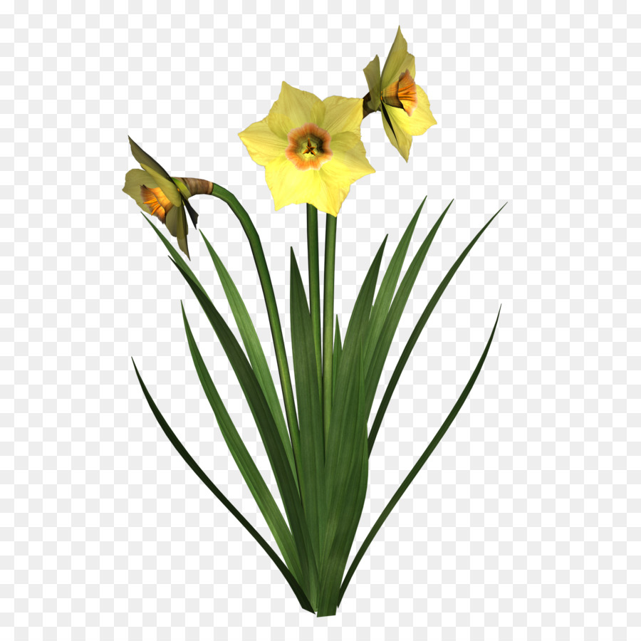 Hoa thủy tiên pseudonarcissus hoa Thủy tiên tazetta tôi cô Đơn Đi lang thang như một đám Mây Clip nghệ thuật - Thủy tiên vàng