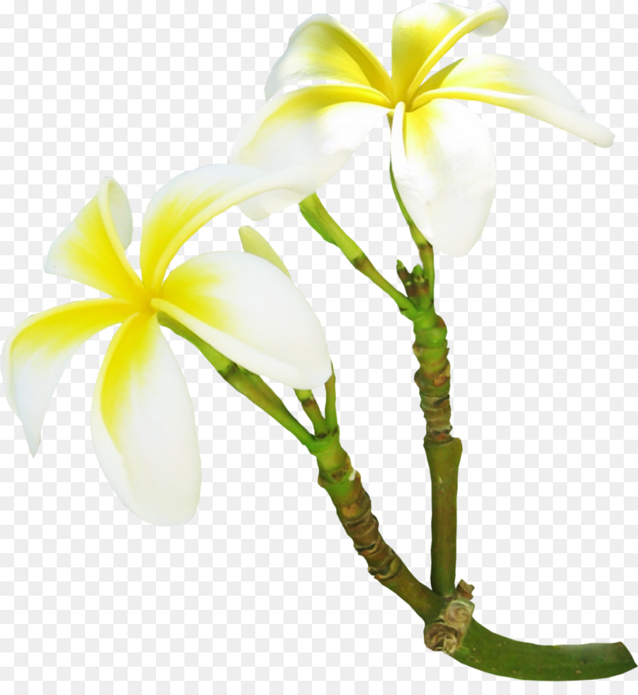 Gardenia Blume Frangipani Clip-art - Vanille
