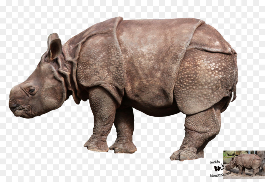 Rhinoceros Fotografia - cuccioli di animali