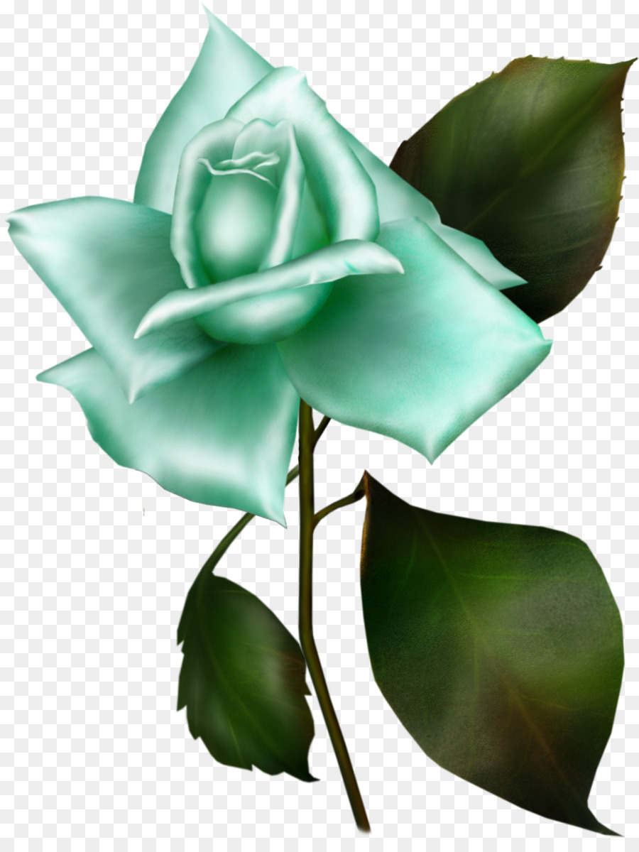 Garten-Rosen, Rosa gallica Flower Blue rose-Flieder - Blue Rose