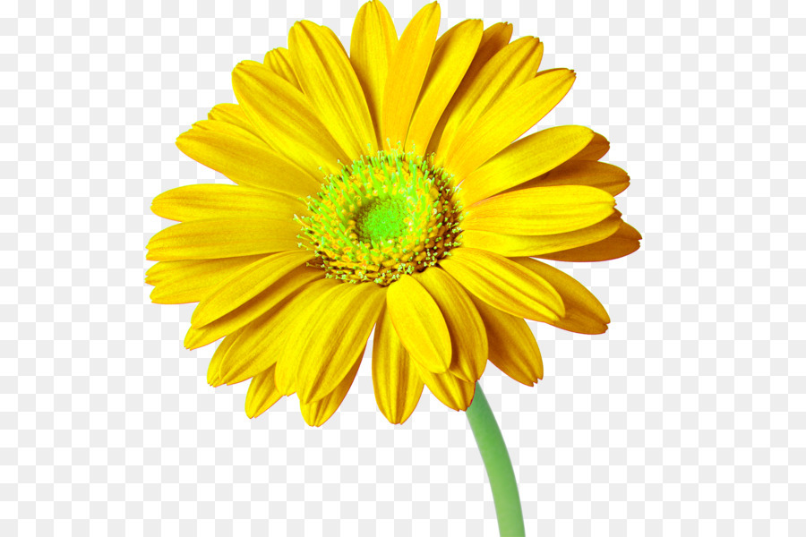 Schnittblumen Transvaal daisy Daisy Familie Gemeinsame Sonnenblume - Gerbera