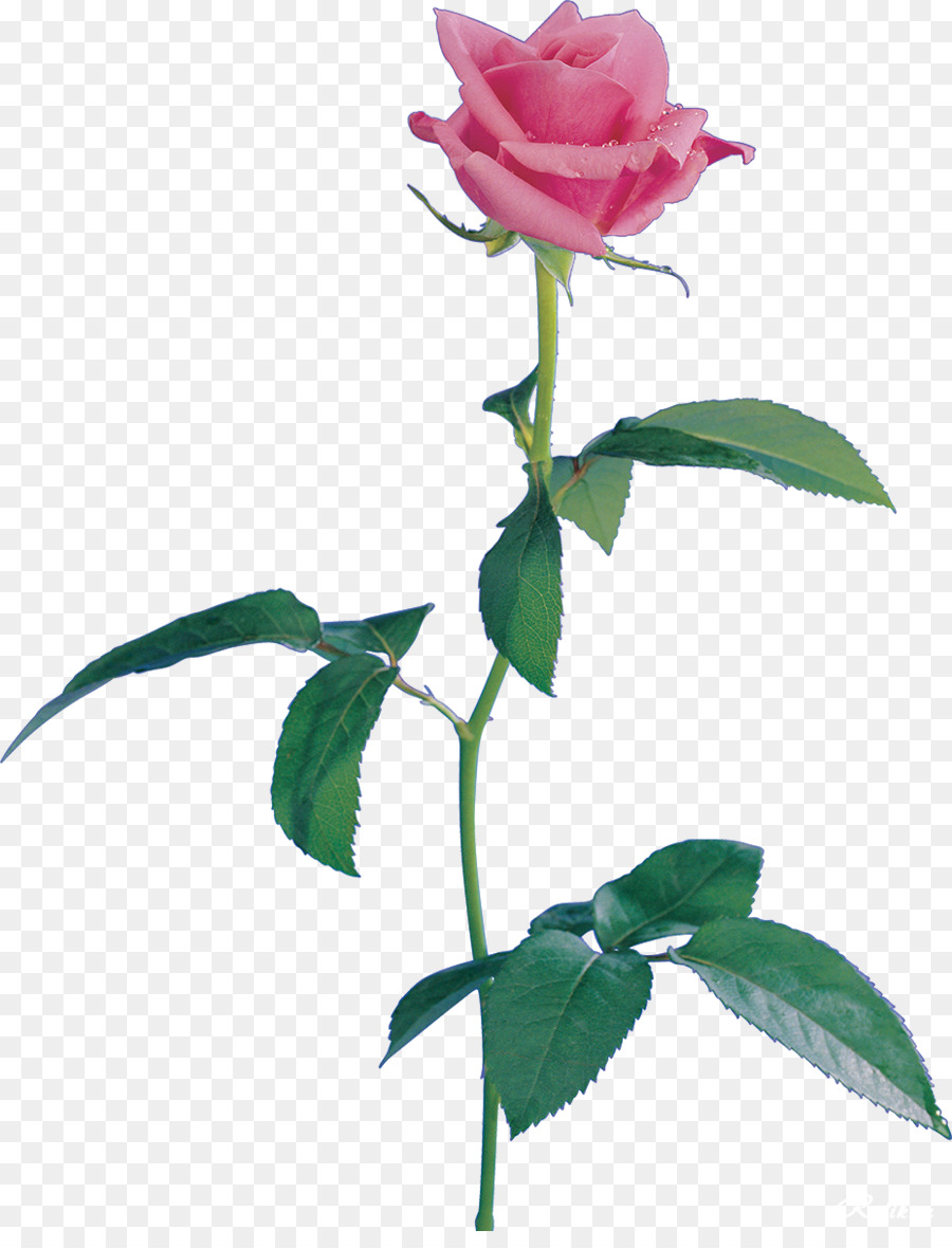 Ancora in Vita: Rose Rosa Spiaggia rosa Centifolia rose Flower Garden rose - 