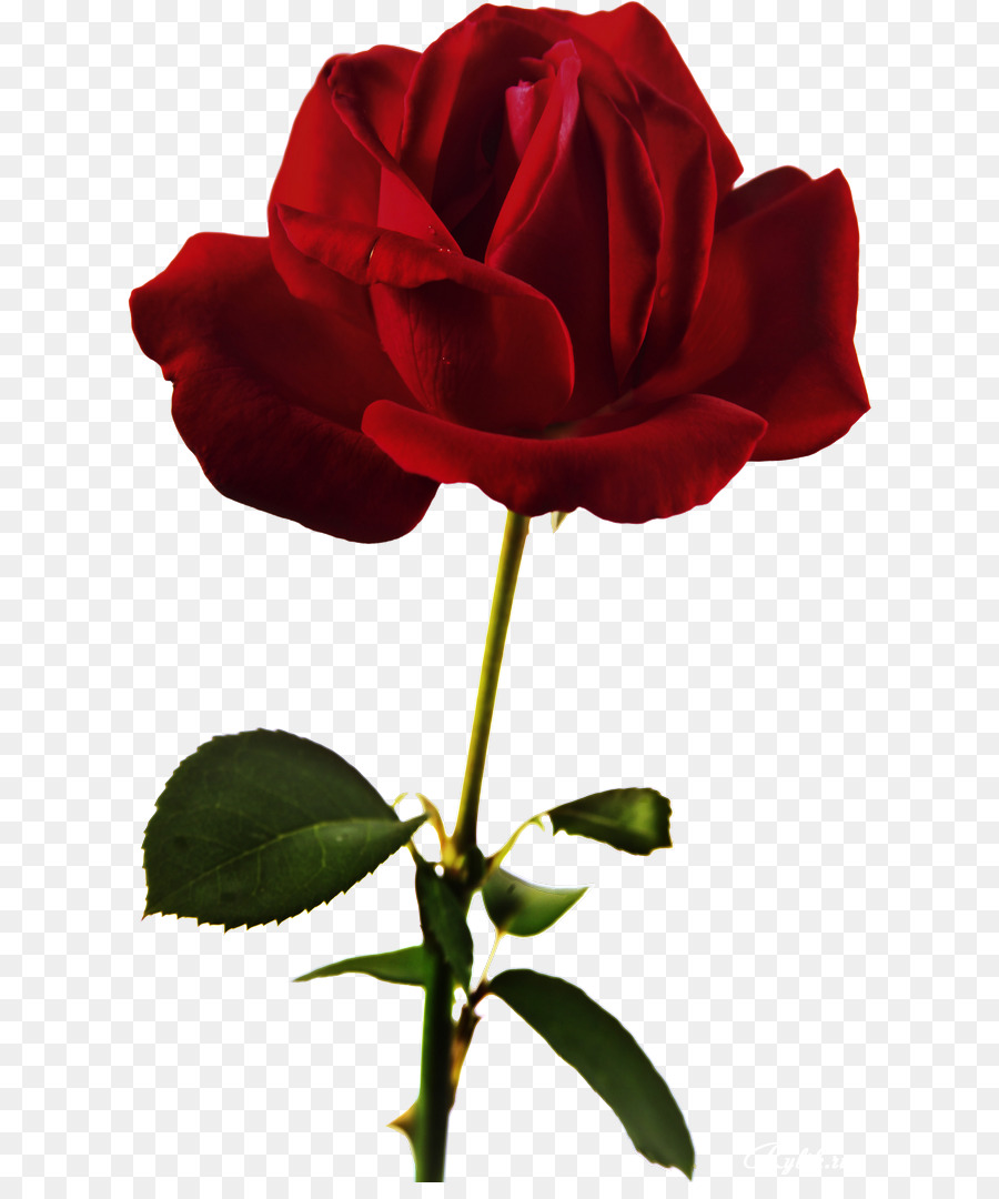 Strand rose Blume Rot - Dekorative rote rose
