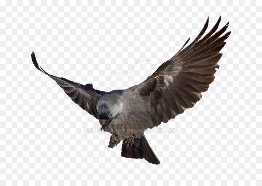 Common raven Desktop Wallpaper Flug clipart - Raven