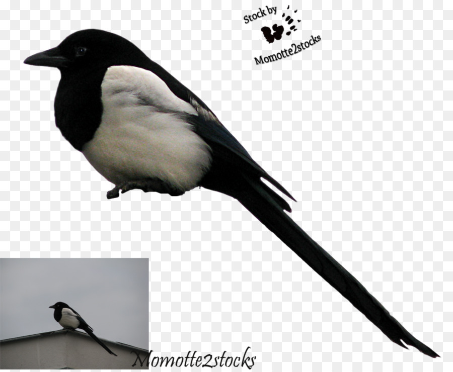 Songbird Eurasian Magpie Krähen - schneiden