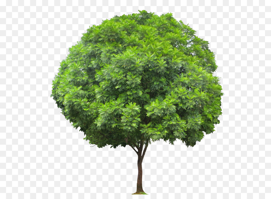 Acer ginnala Populus Sekte. Aigeiros Baum, Hartholz, Weichholz - Farn