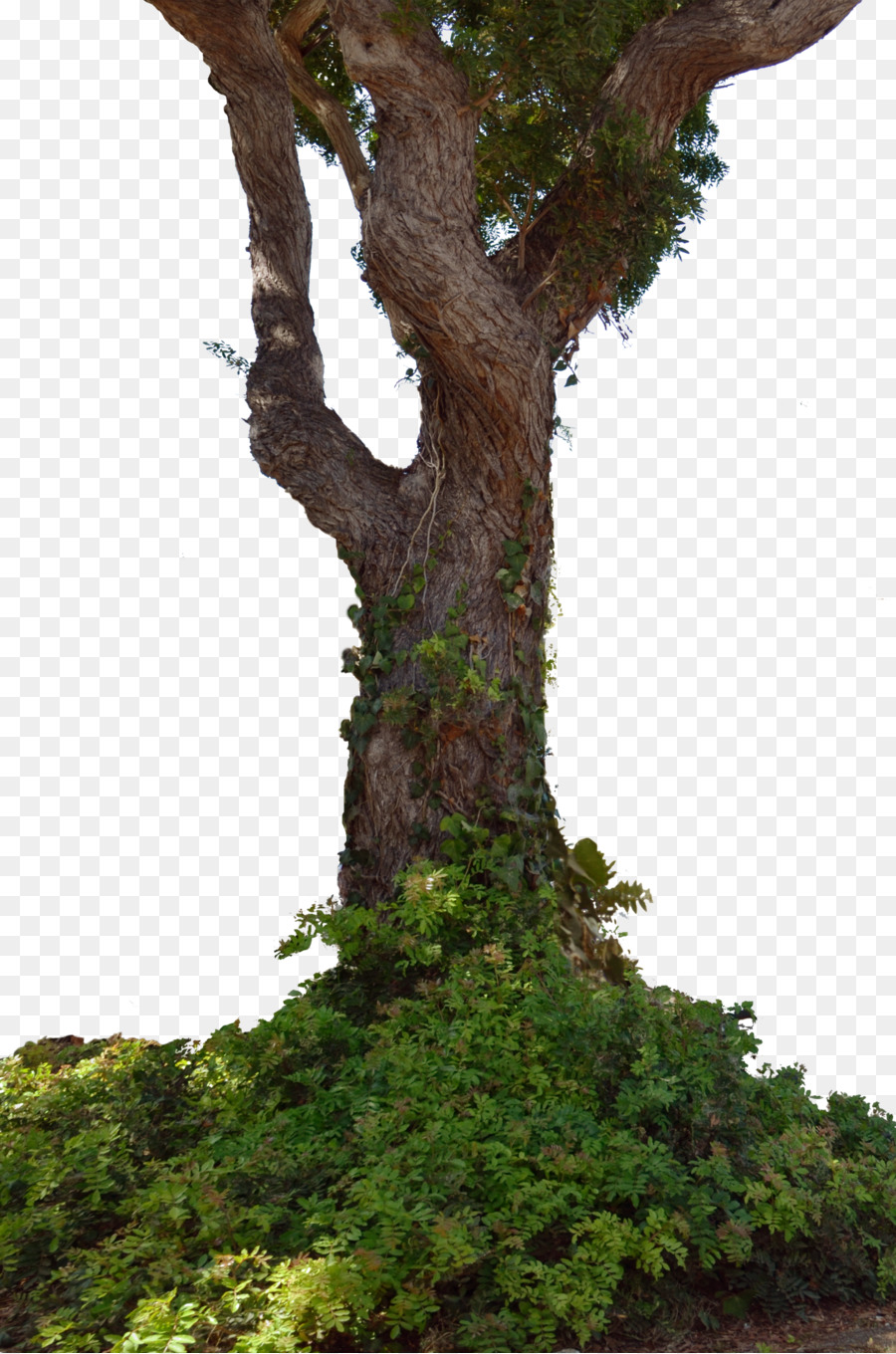 tree trunk png