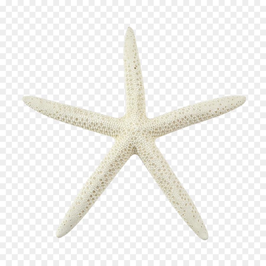Starfish Candeggina invertebrati Marini Echinoderma - stella di mare