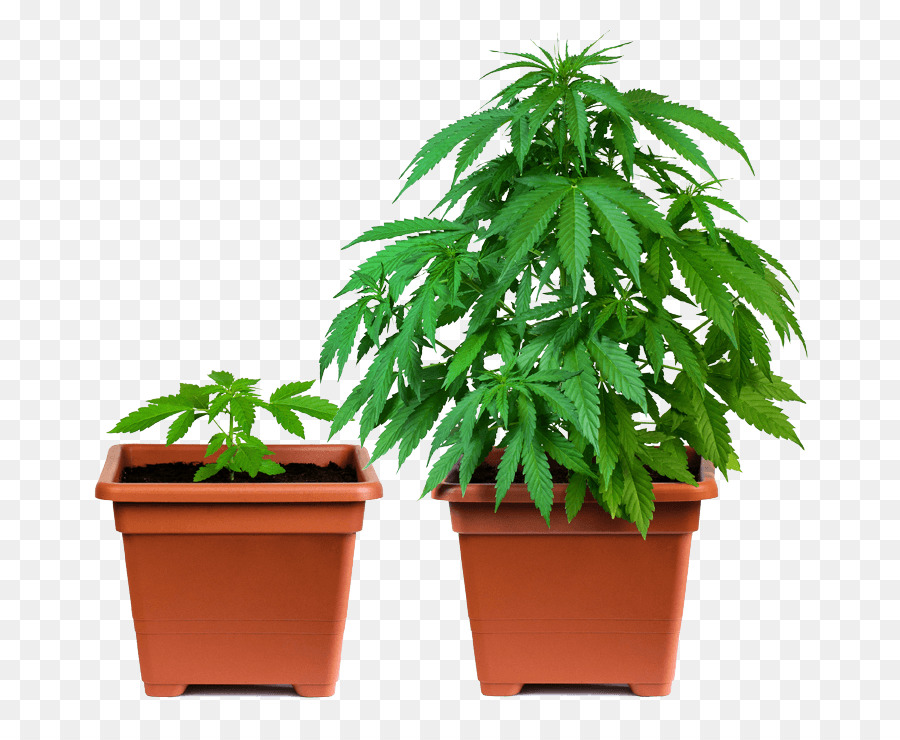 California Proposition 215 Cannabis sativa Marijuana Cannabis Cup - pianta in vaso