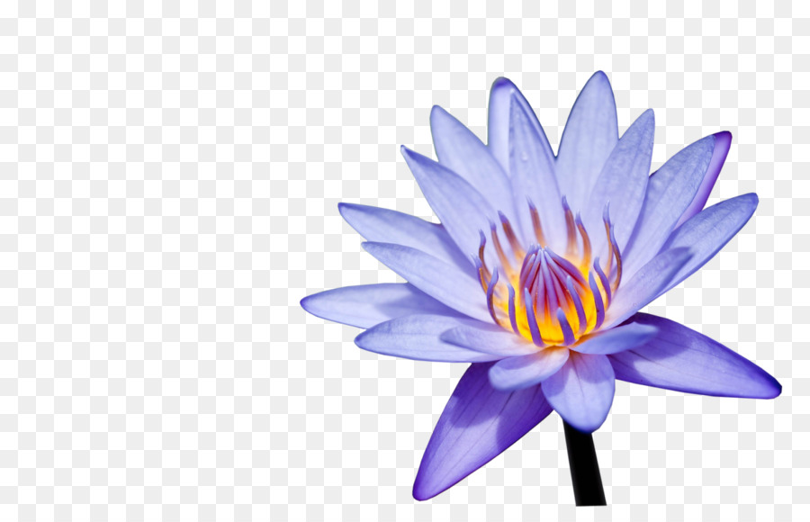 Màu Tím Tím Tím Cánh Hoa - Nước hoa loa kèn