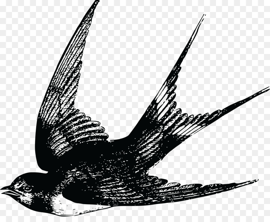 Uccello di volo di Rondine Uccello volo di Passero - Cdr
