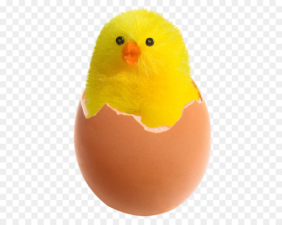 Gà Rán trứng - gà
