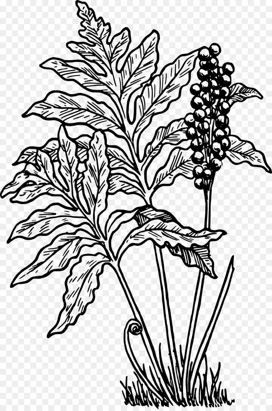Lá dương xỉ Lá Woodwardia fimbriata Clip nghệ thuật - sắn