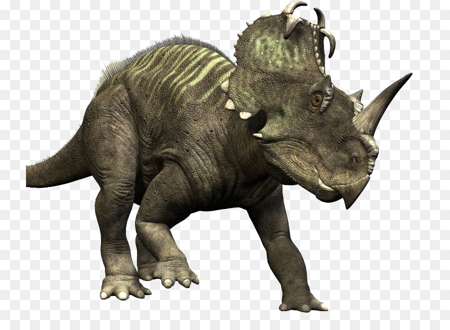 Medusaceratops Ceratopsia Tardo Cretaceo Albertaceratops - fronte