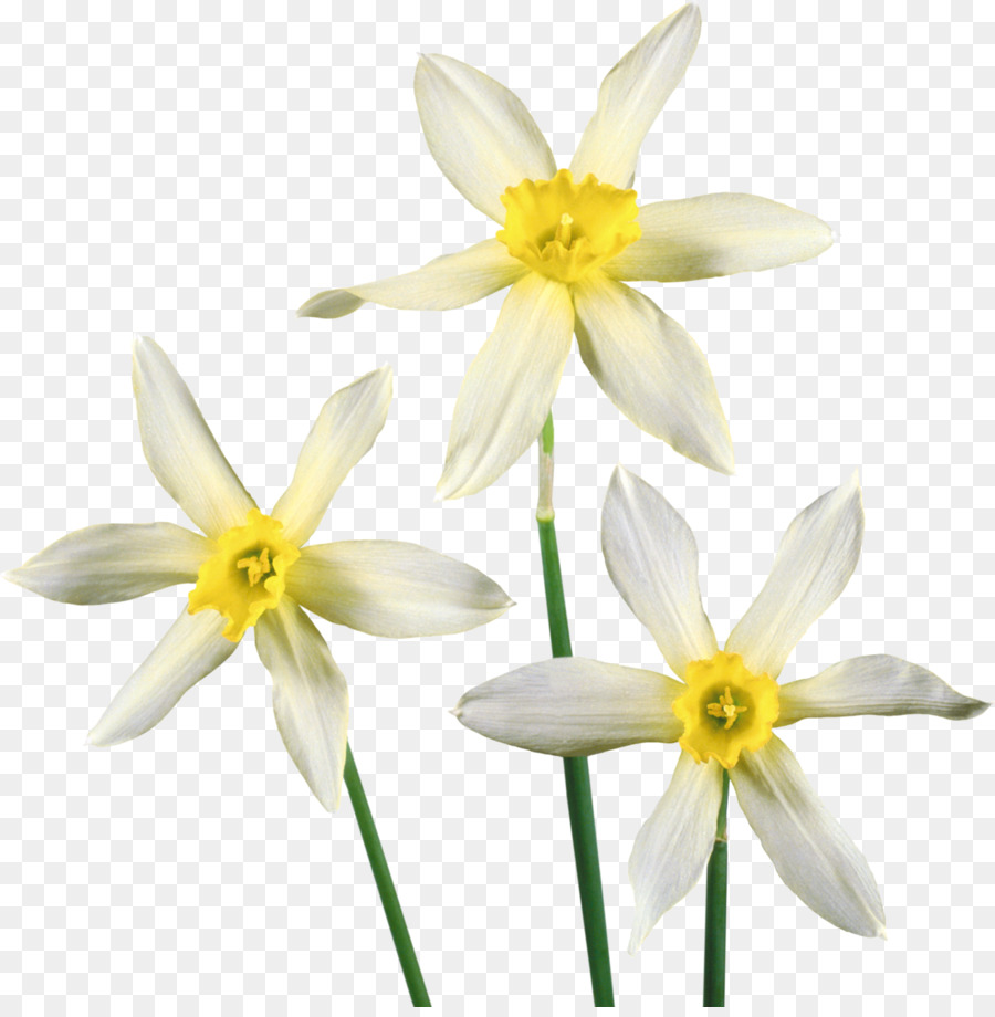Fiore di Narciso Clip art - 