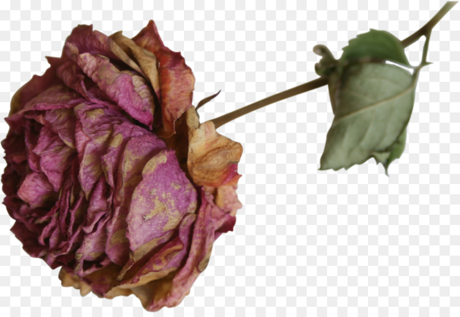 Hoa Khô Hoa Khô Rose - nước hoa mẫu đơn