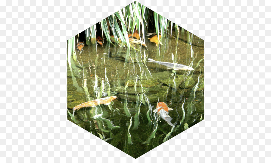 Koi Fisch-Teich-Ökosystem mit Wasserpflanzen - Wasserpflanzen