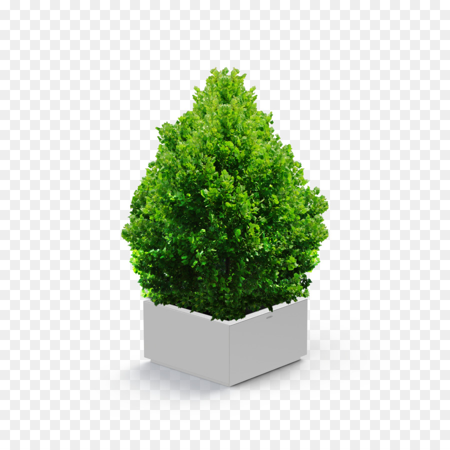 Strauch-Baum-DeviantArt Evergreen - Topfpflanzen