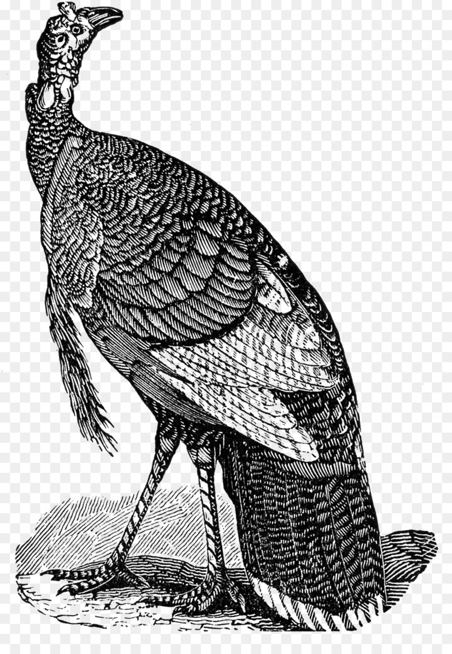 Schwarz die Türkei-Erntedank-Türkei-Fleisch-clipart - die Türkei Vogel