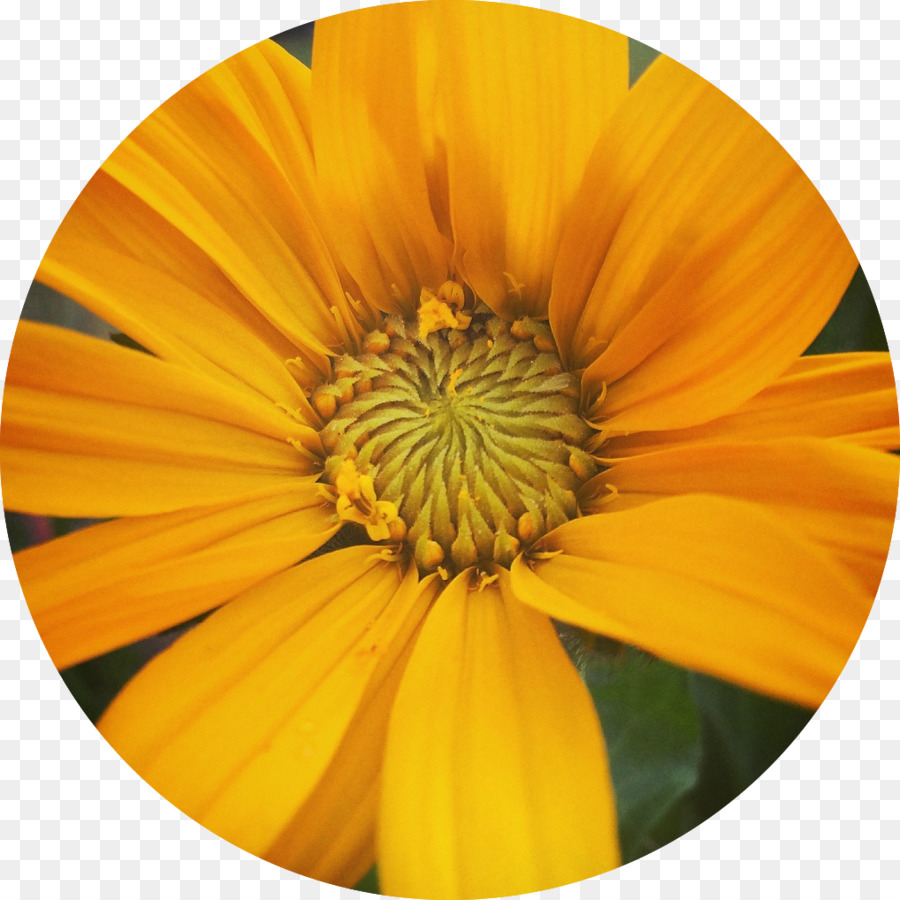 Lernen Verstehen Heilpflanzen Study skills Transvaal daisy - Blume Runde