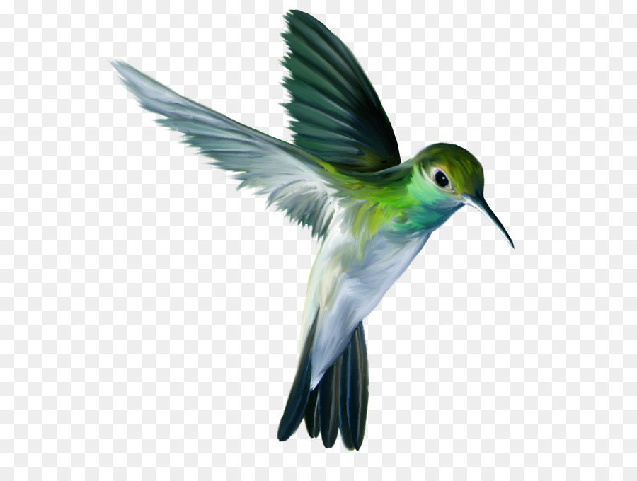 ClipArt colibrì pappagallo - tutti